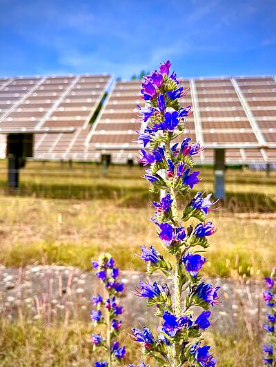 Lila Blütenpflanze im Vordergrund vor einer großen Solaranlage auf einem Feld unter blauem Himmel